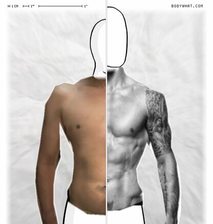 Torso Comparison
