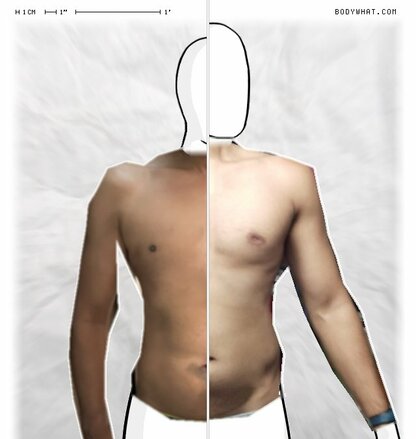 Torso Comparison