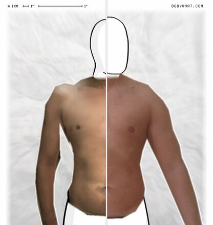 Torso Comparison