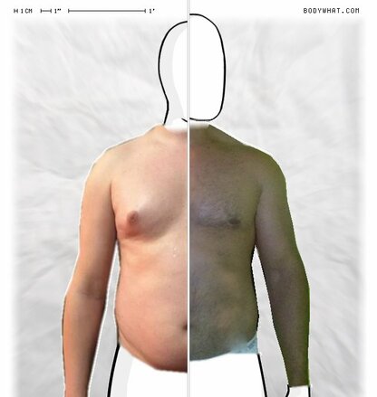 Torso Comparison