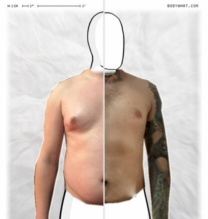 Torso Comparison
