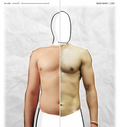 Torso Comparison