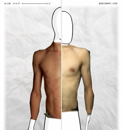 Torso Comparison