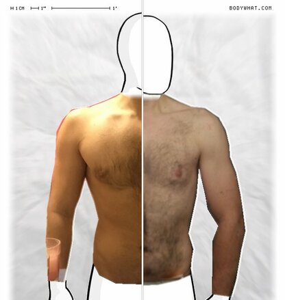 Torso Comparison