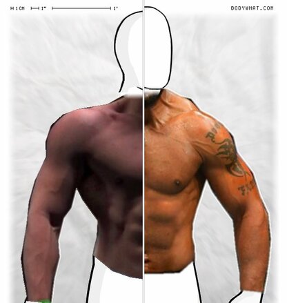 Torso Comparison