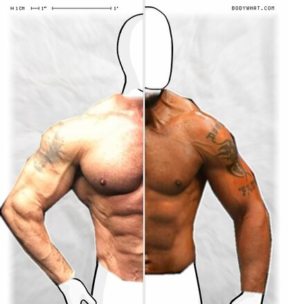 Torso Comparison