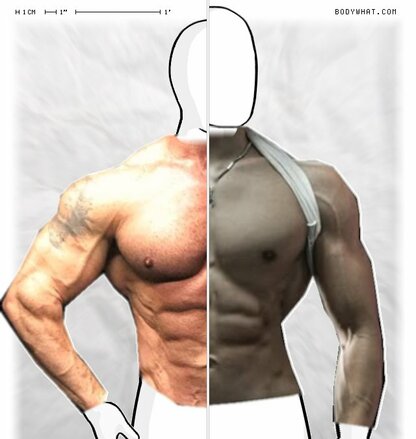 Torso Comparison