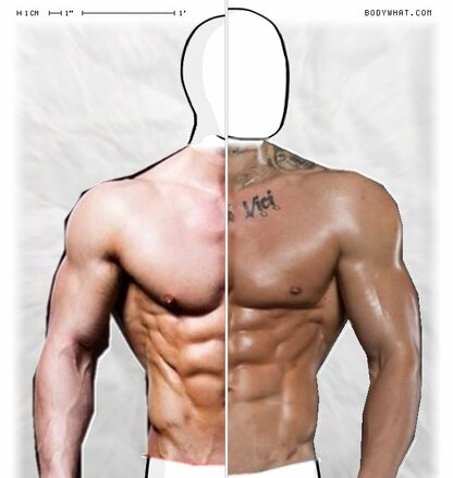 Torso Comparison