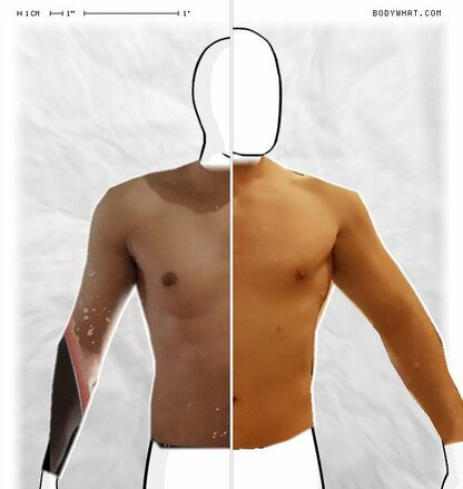 Torso Comparison