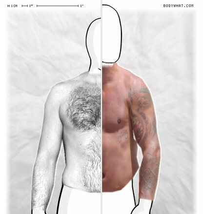 Torso Comparison