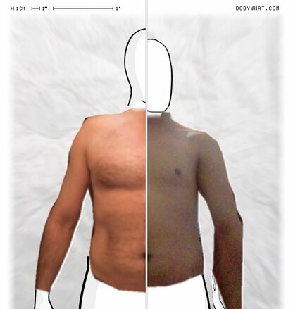 Torso Comparison