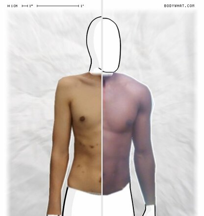 Torso Comparison