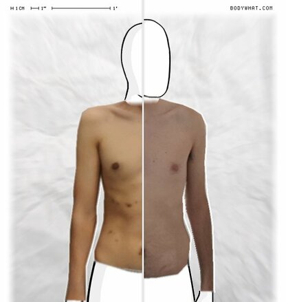 Torso Comparison