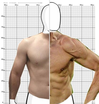Torso Comparison