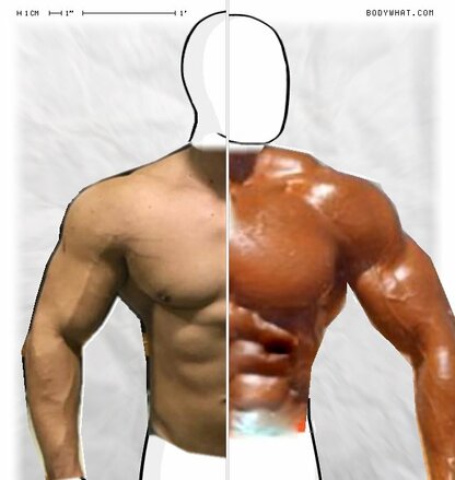 Torso Comparison