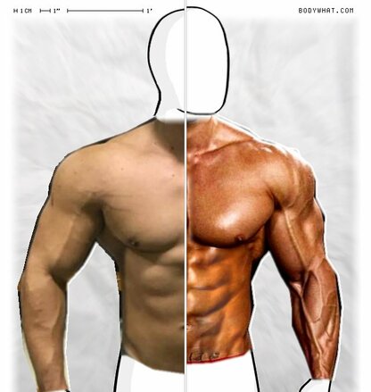 Torso Comparison