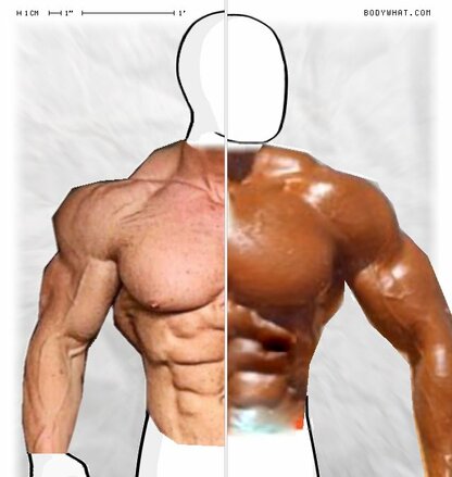 Torso Comparison