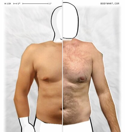 Torso Comparison