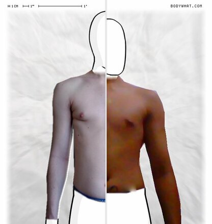 Torso Comparison