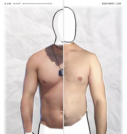 Torso Comparison