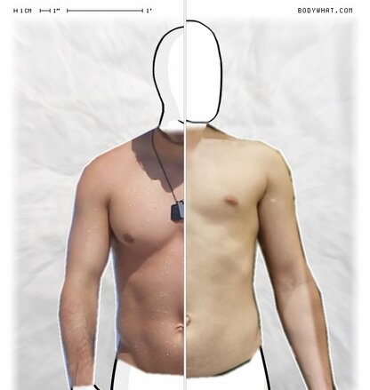 Torso Comparison