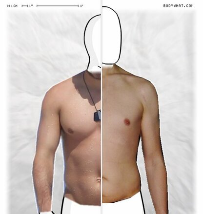 Torso Comparison