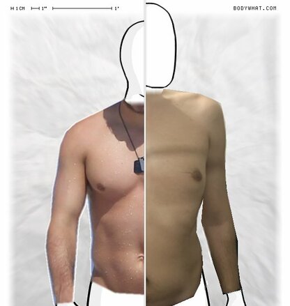 Torso Comparison