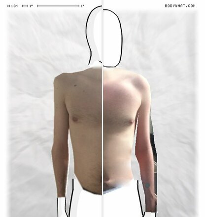 Torso Comparison