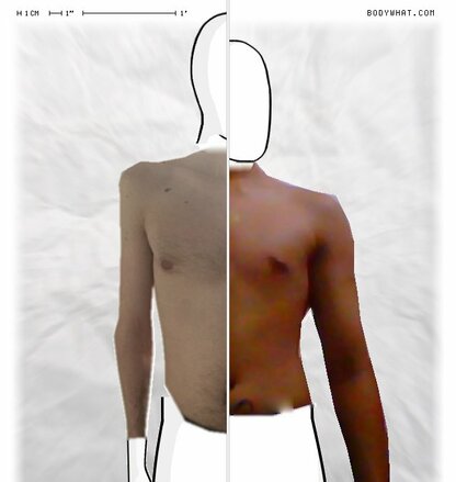 Torso Comparison