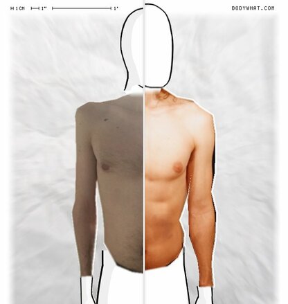 Torso Comparison