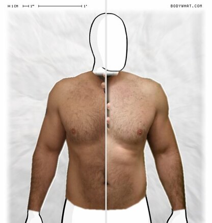 Torso Comparison