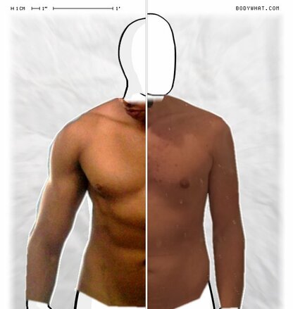 Torso Comparison