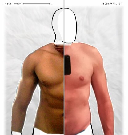 Torso Comparison