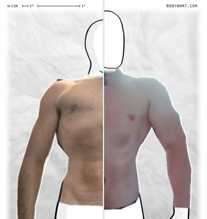 Torso Comparison