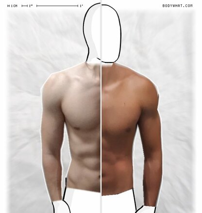 Torso Comparison