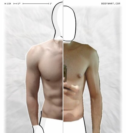 Torso Comparison