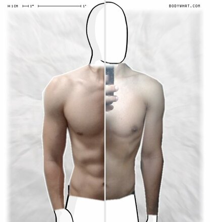 Torso Comparison