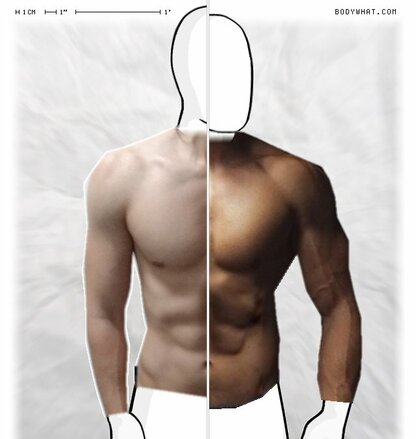 Torso Comparison