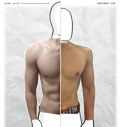 Torso Comparison