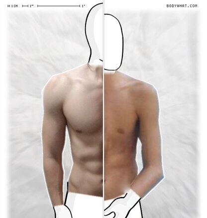 Torso Comparison