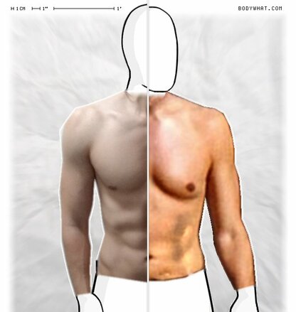 Torso Comparison