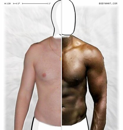 Torso Comparison