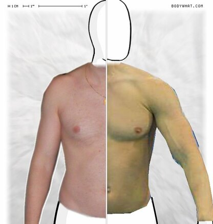 Torso Comparison