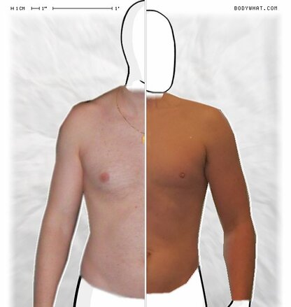 Torso Comparison