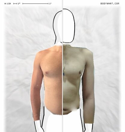 Torso Comparison