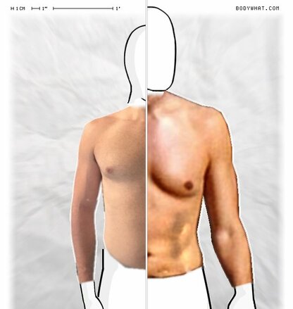 Torso Comparison