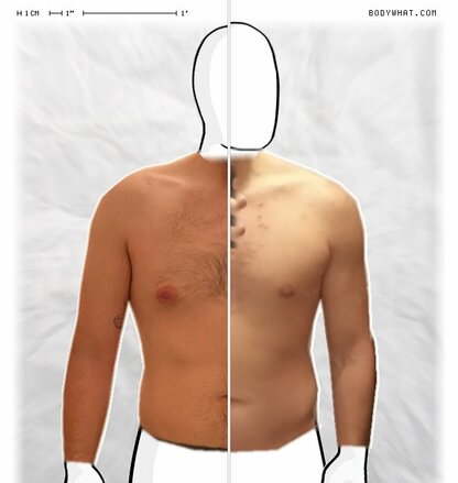 Torso Comparison