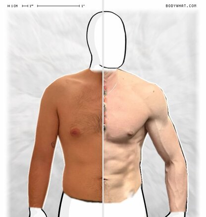 Torso Comparison