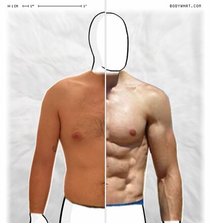 Torso Comparison