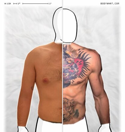 Torso Comparison